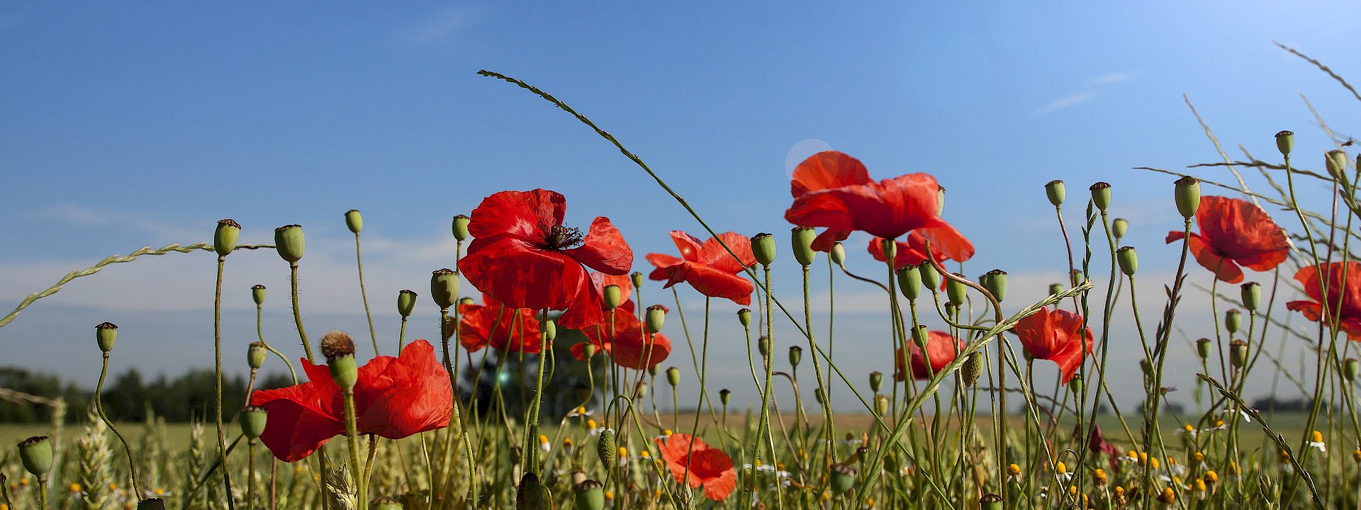 Feld mit Mohnblumen