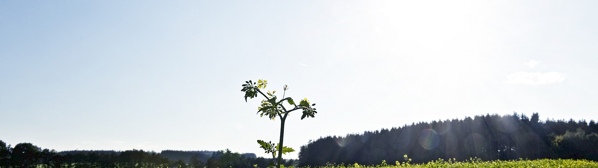 blühendes grünes Feld mit Wald und blauem Himmel im Hintergrund