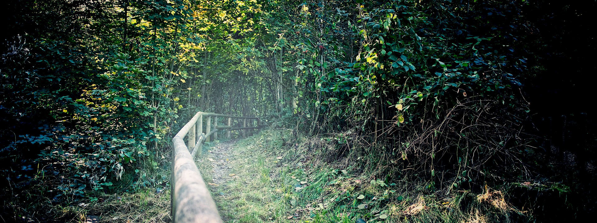 Wanderweg im Wald