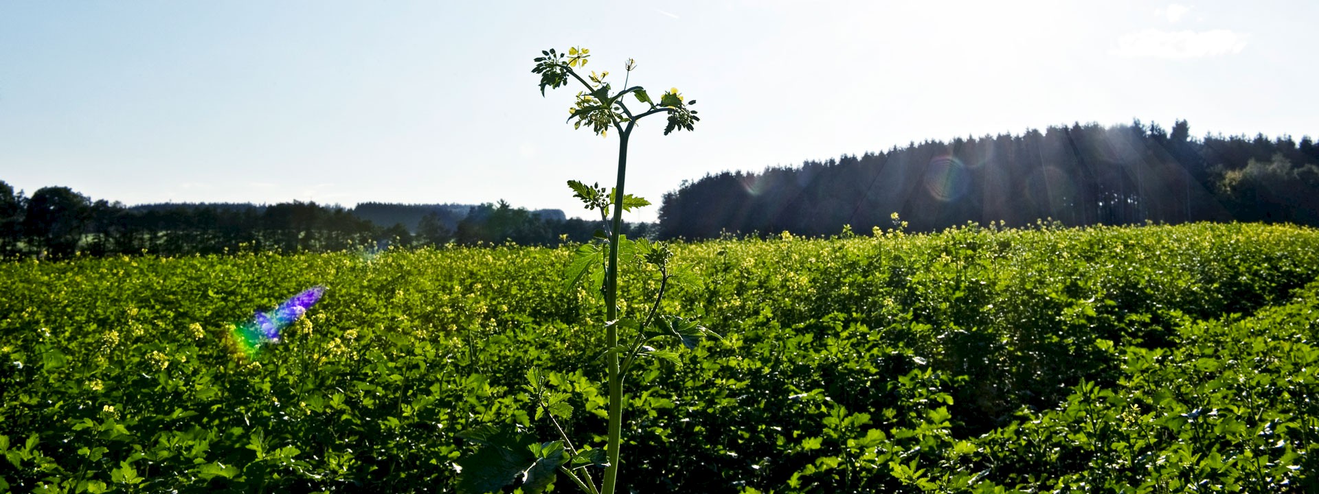 Feld der Berkheimer Landschaft