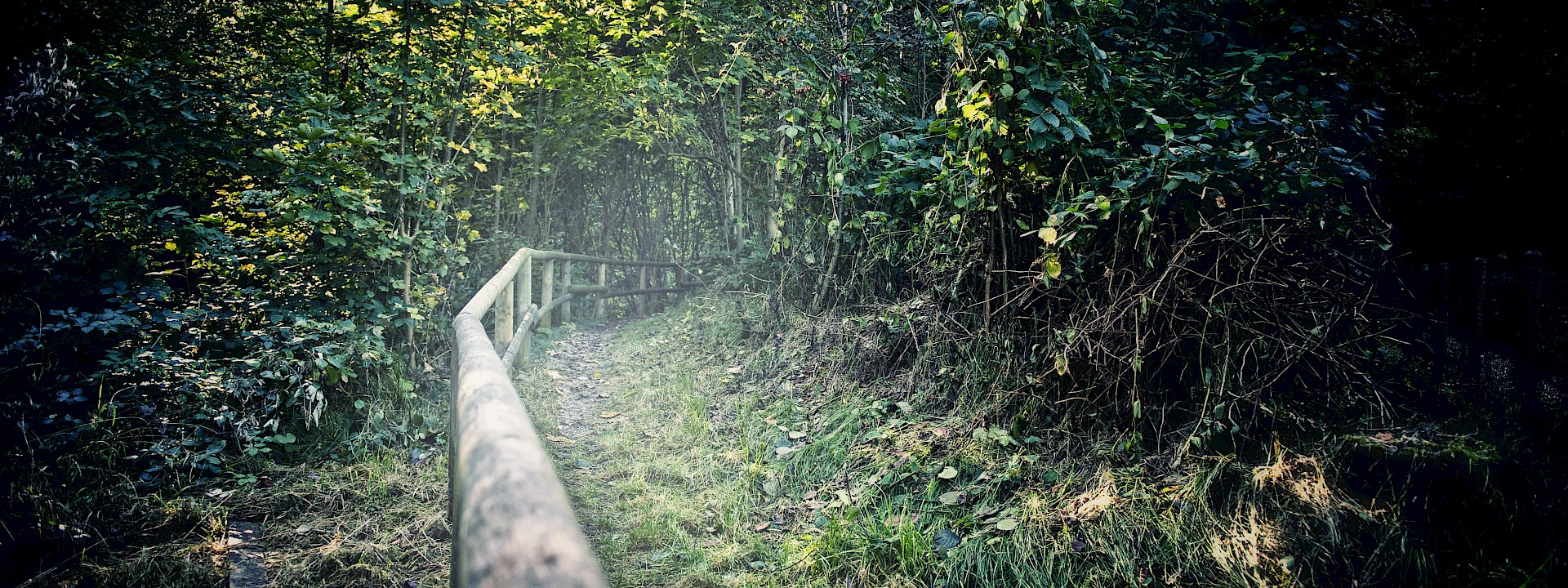 Wanderweg mit einem Holzgeländer an einem Waldhang
