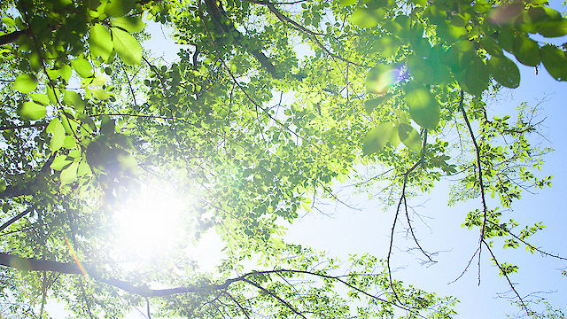 Sonne scheint durch die grünen Äste eines Baumes