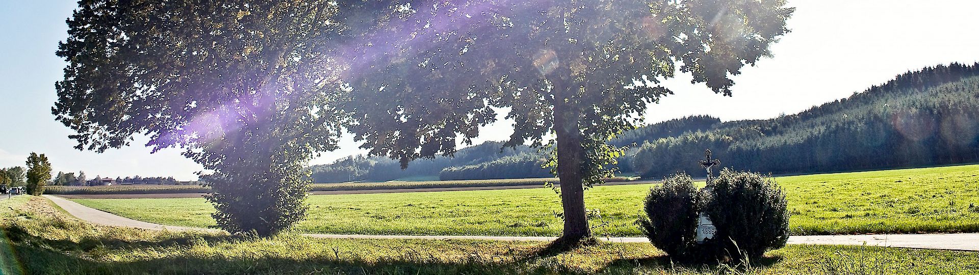 2 Bäume in der Berkheimer Landschaft